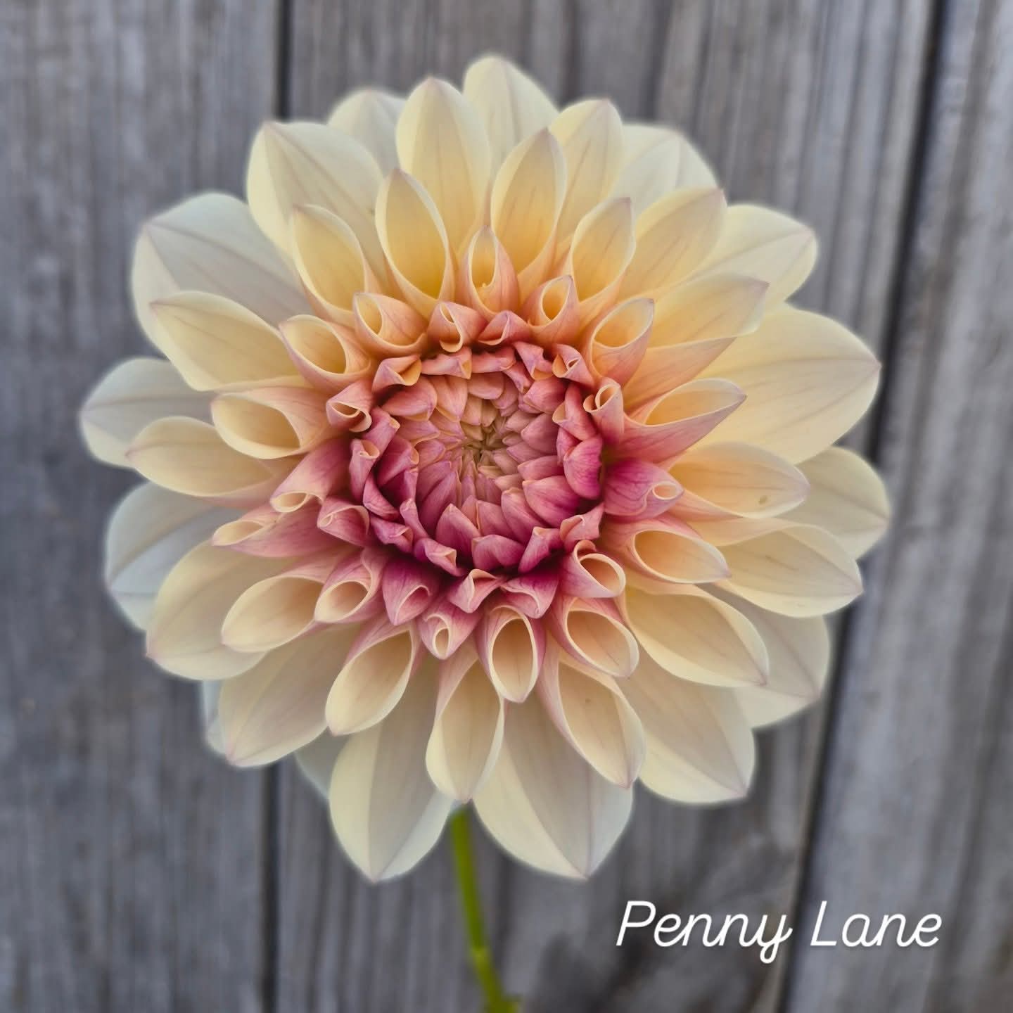Penny Lane Formal Decorative Dahlia