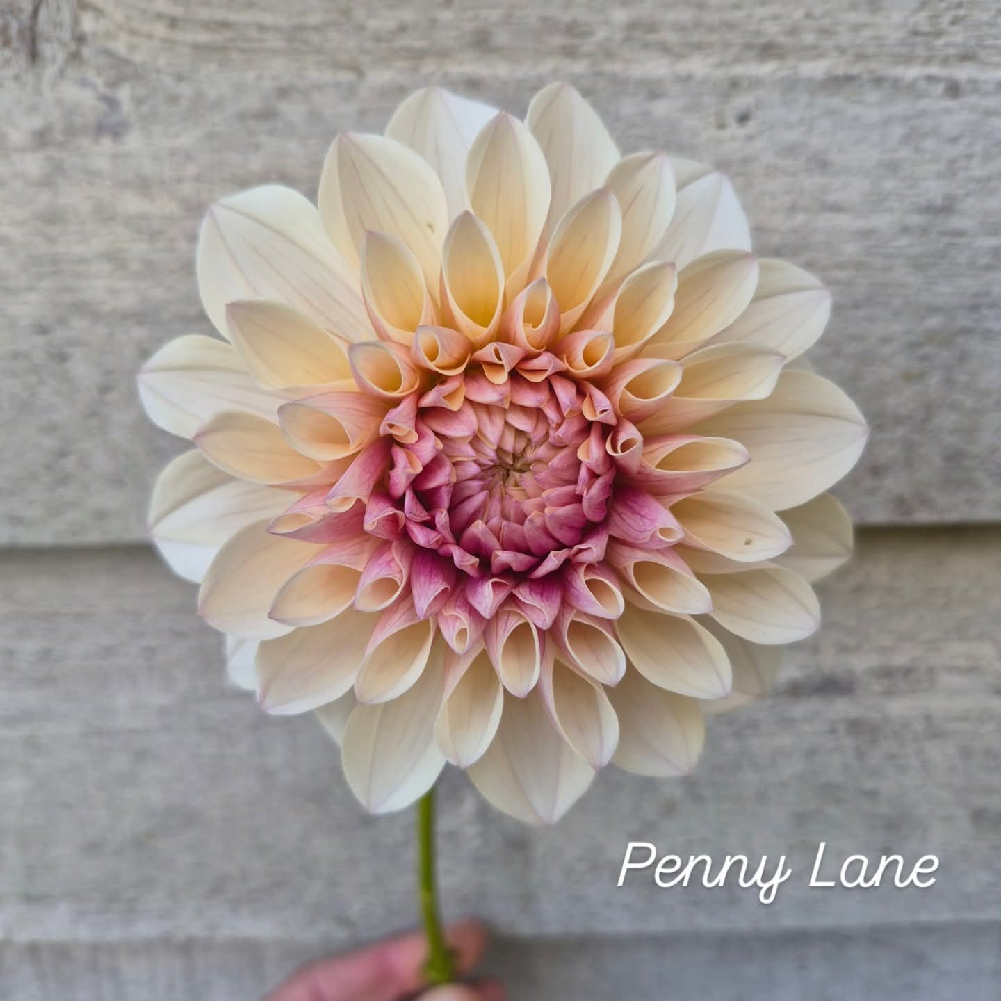 Penny Lane Formal Decorative Dahlia