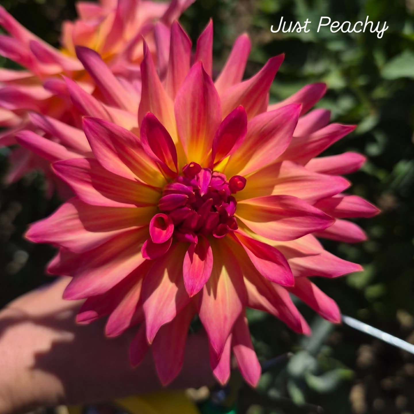 Just Peachy Semi-Cactus Dahlia
