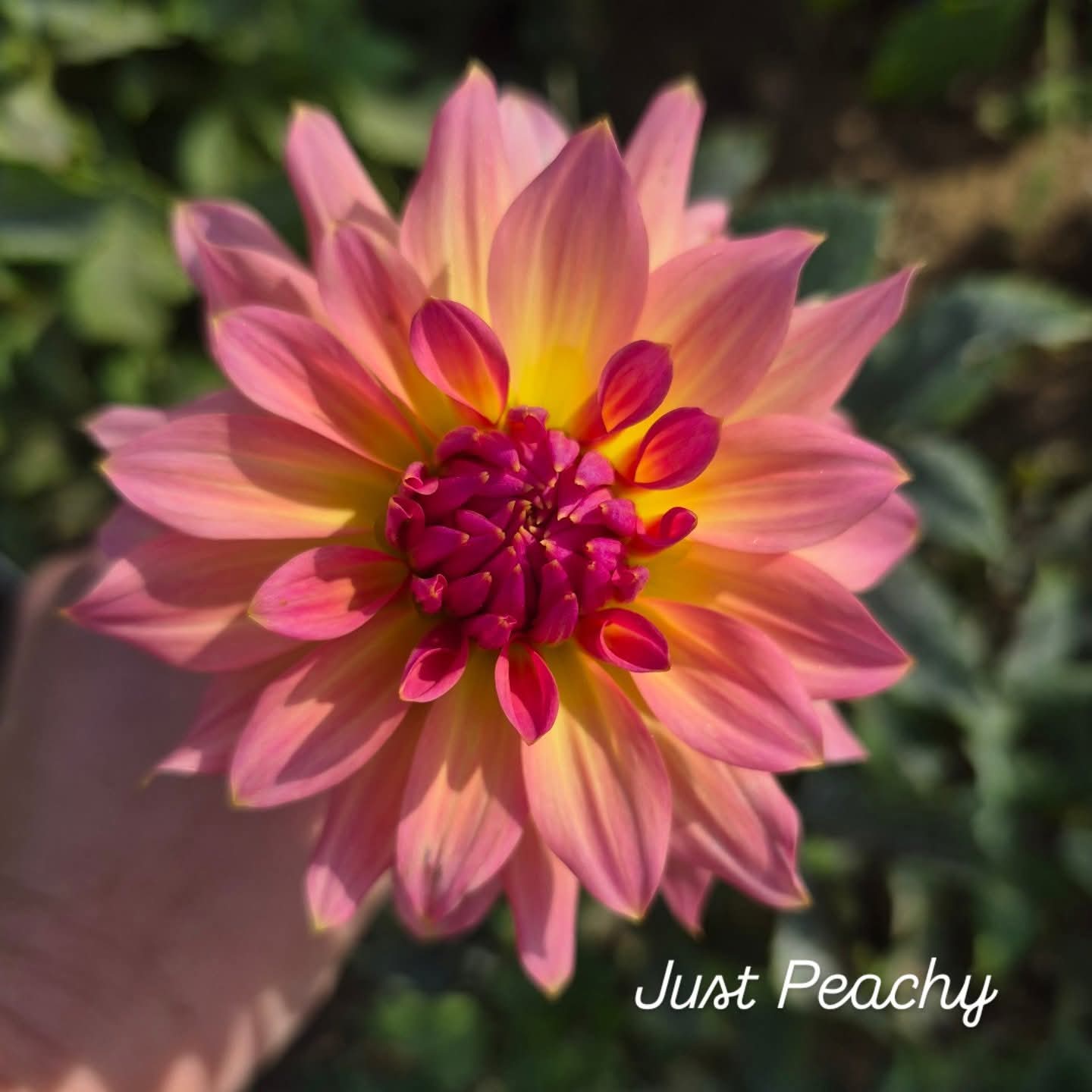 Just Peachy Semi-Cactus Dahlia