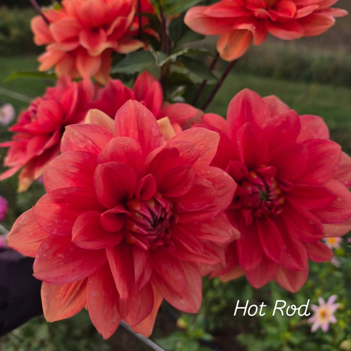 Hot Rod Waterlily Dahlia