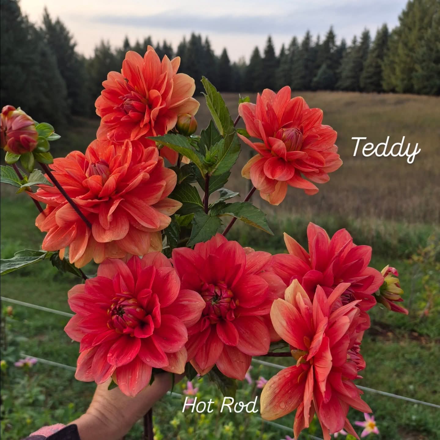 Hot Rod Waterlily Dahlia