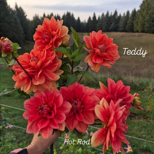 Hot Rod Waterlily Dahlia