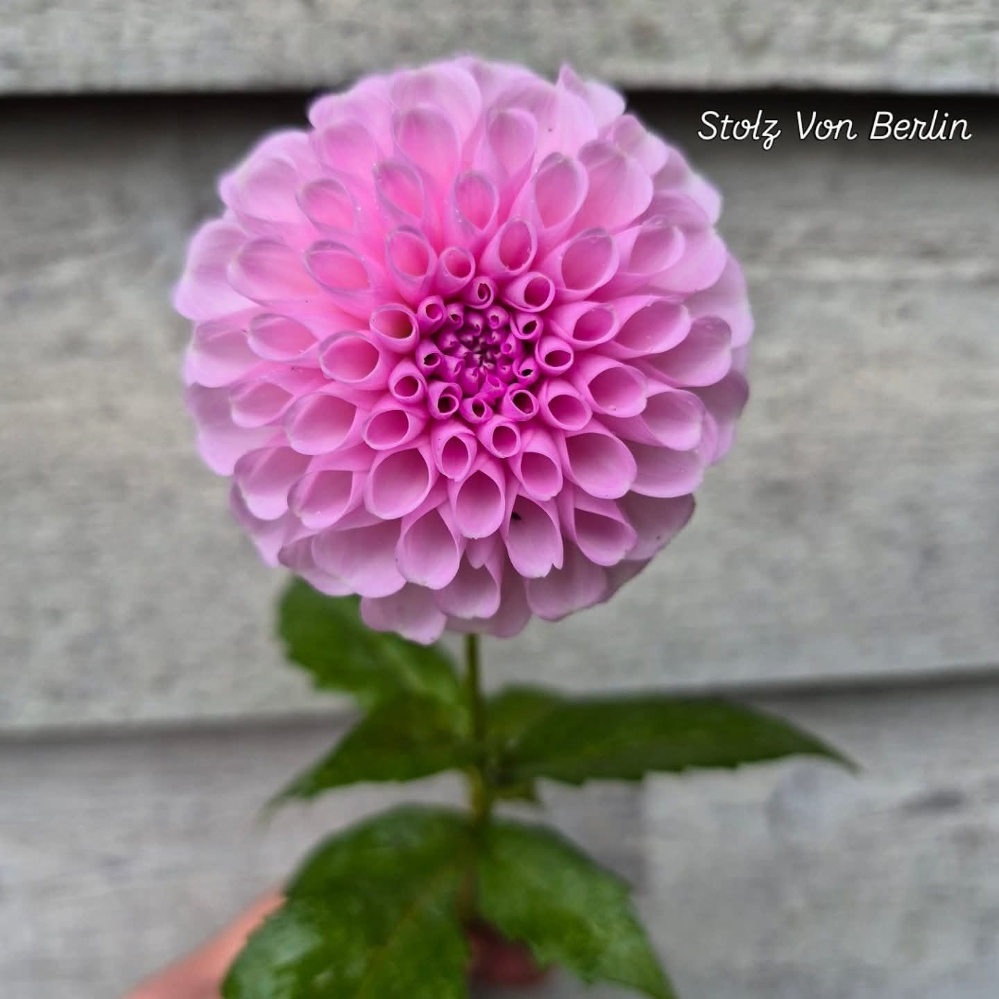 Stolz Von Berlin Ball Dahlia