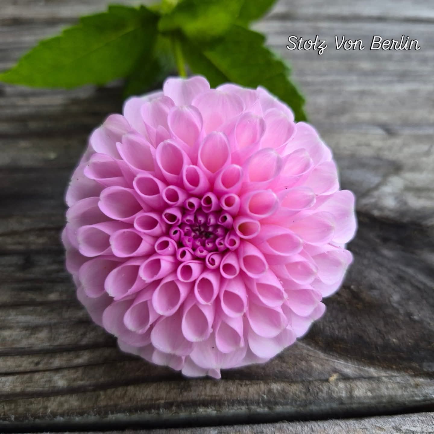 Stolz Von Berlin Ball Dahlia