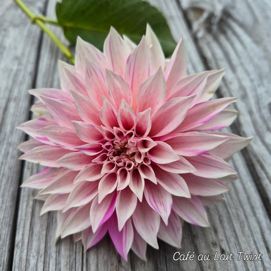 Café au Lait Twist Informal Decorative