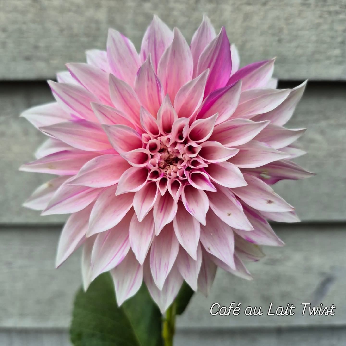 Café au Lait Twist Informal Decorative