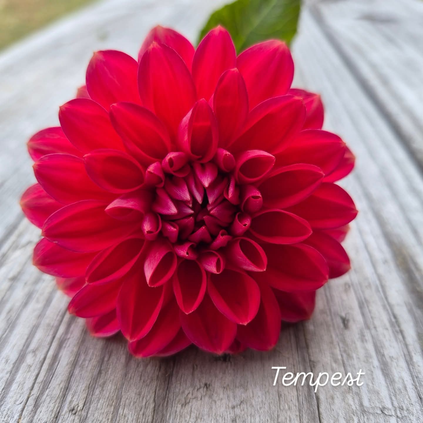 Tempest Decorative Dahlia