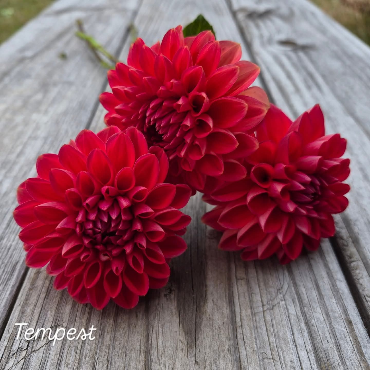 Tempest Decorative Dahlia