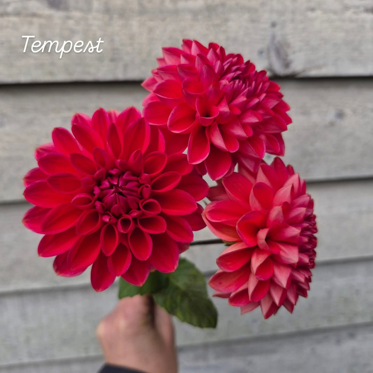 Tempest Decorative Dahlia