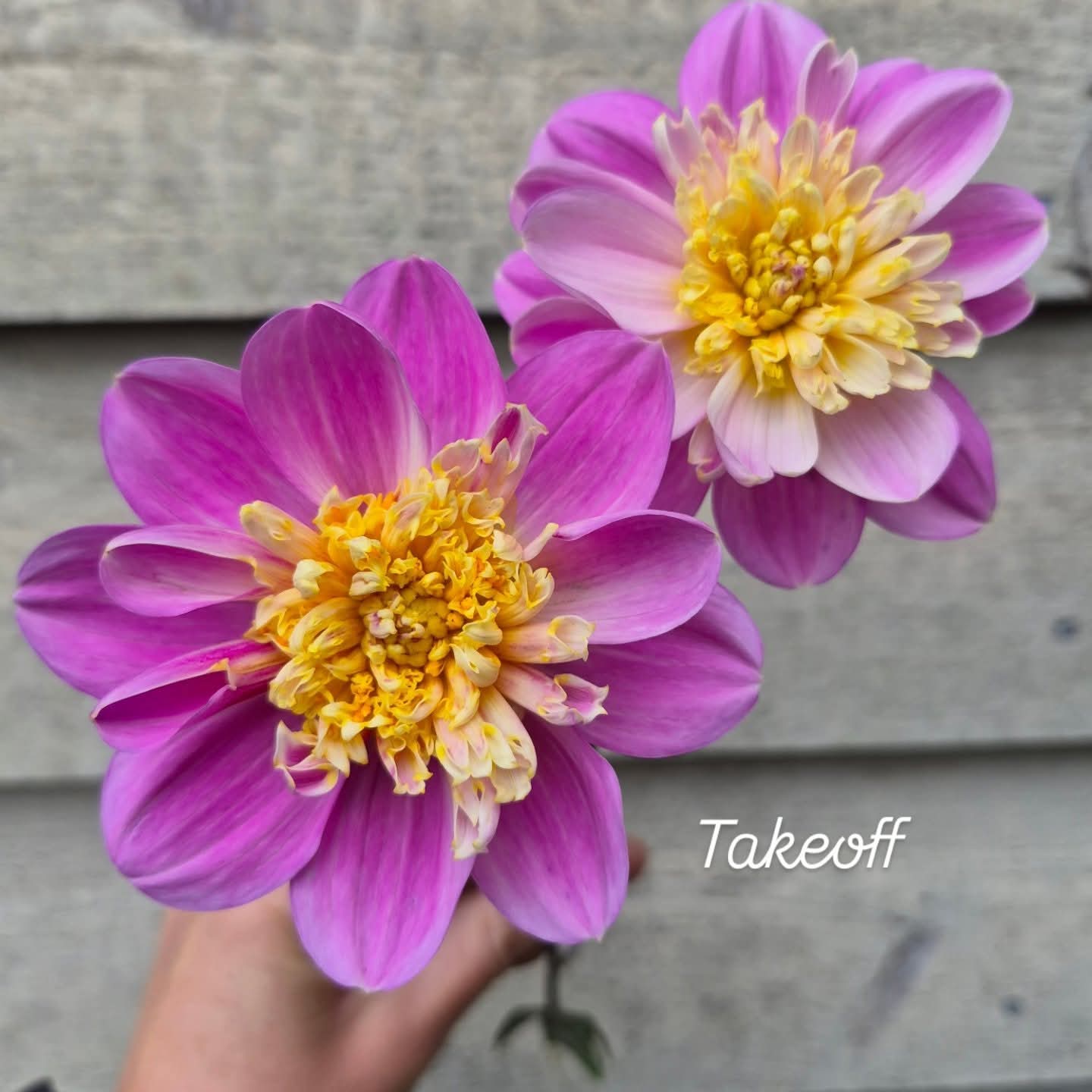 Takeoff Anemone Dahlia
