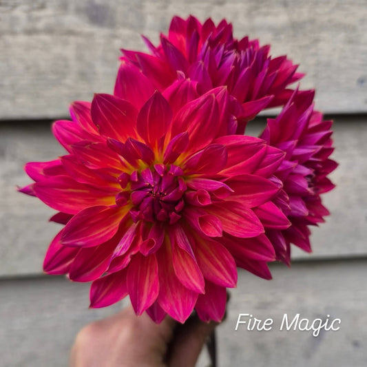 Fire Magic Decorative Dahlia