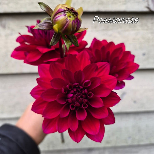 Passionate Informal Decorative Dahlia