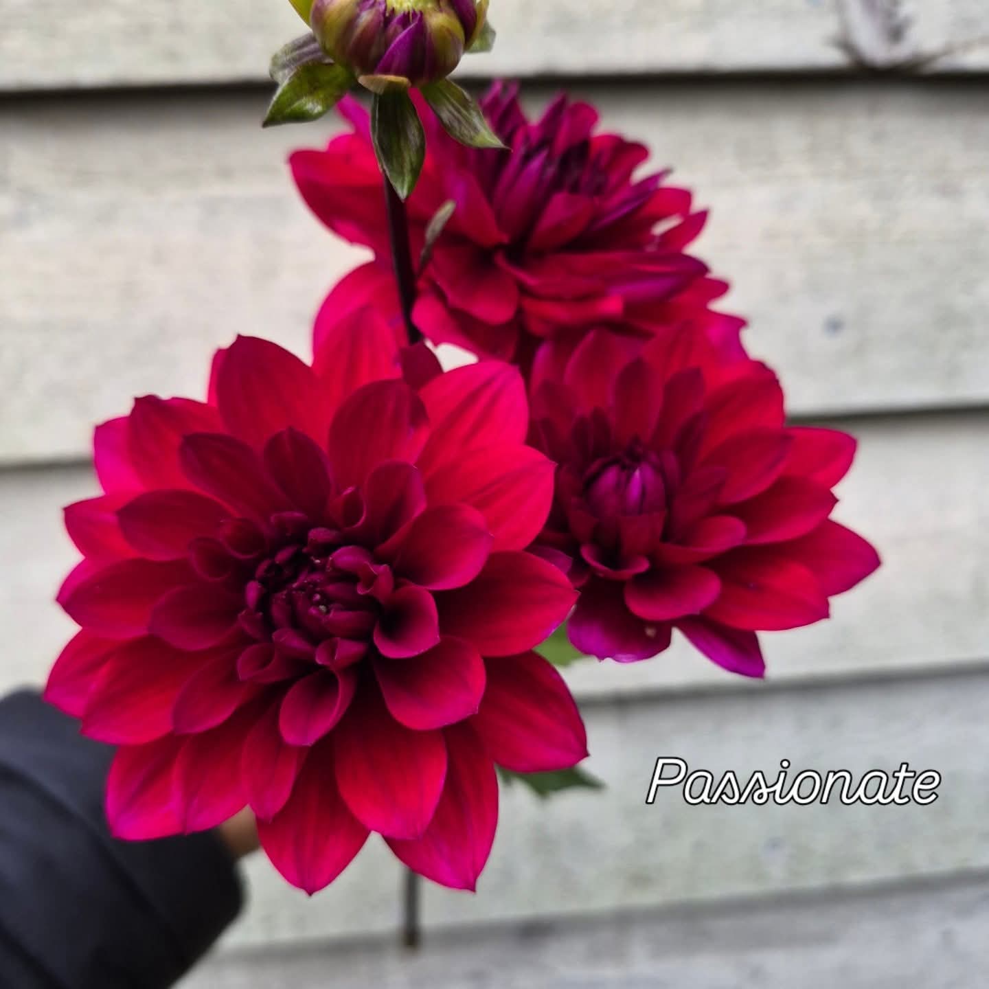 Passionate Informal Decorative Dahlia