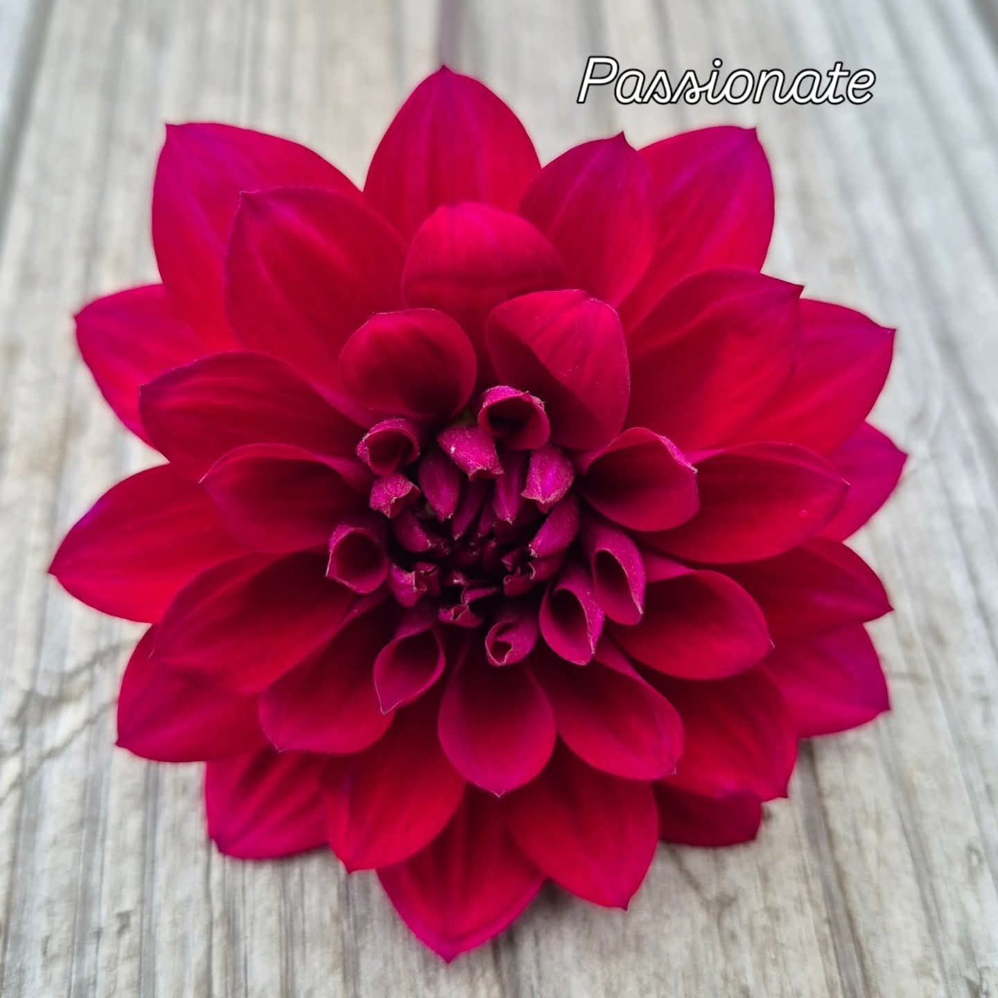 Passionate Informal Decorative Dahlia