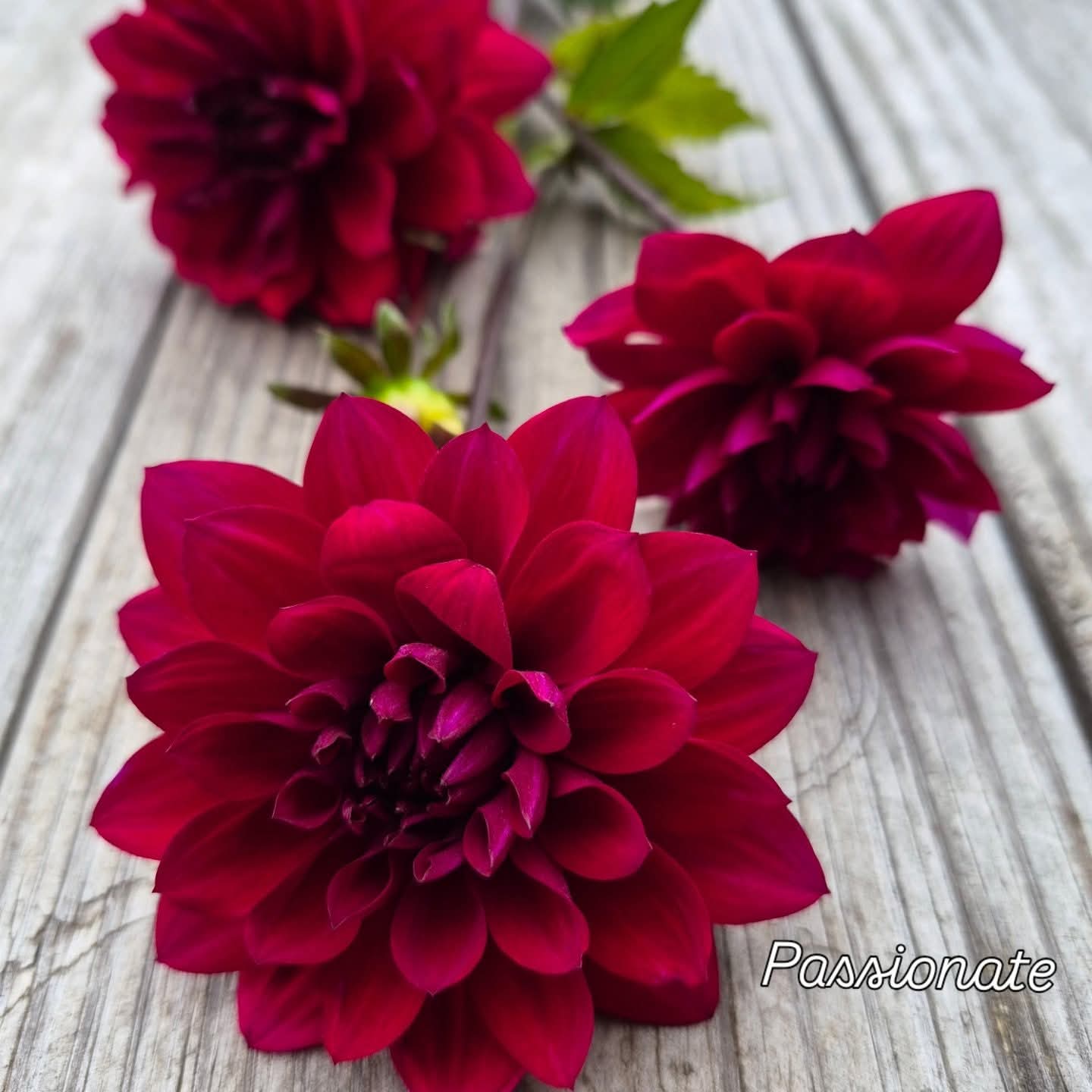Passionate Informal Decorative Dahlia