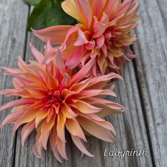 Labyrinth Informal Decorative Dahlia