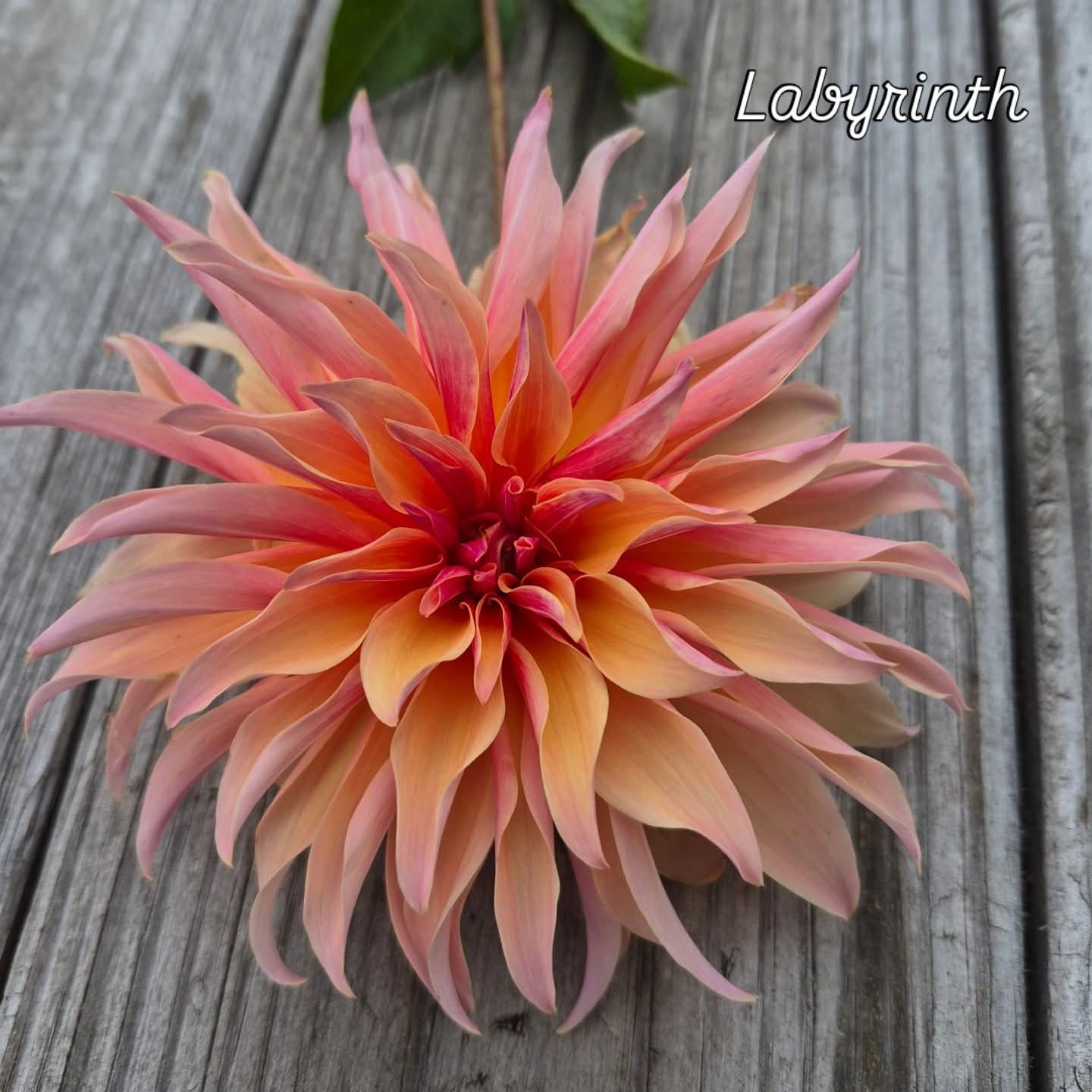 Labyrinth Informal Decorative Dahlia