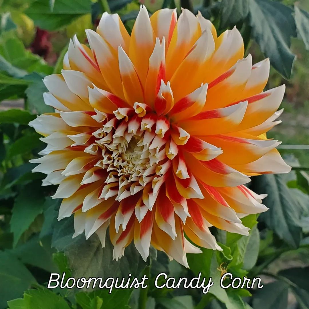 Bloomquist Candy Corn Informal Decorative Dahlia