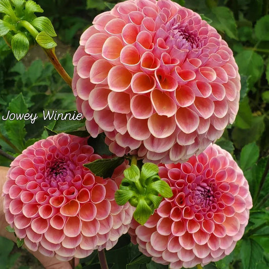 Jowey Winnie Ball Dahlia