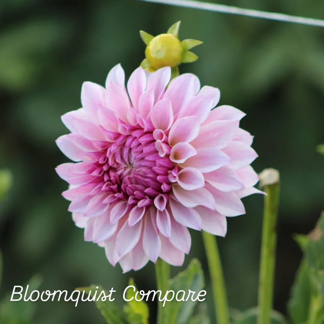 Bloomquist Compare Formal Decorative Dahlia