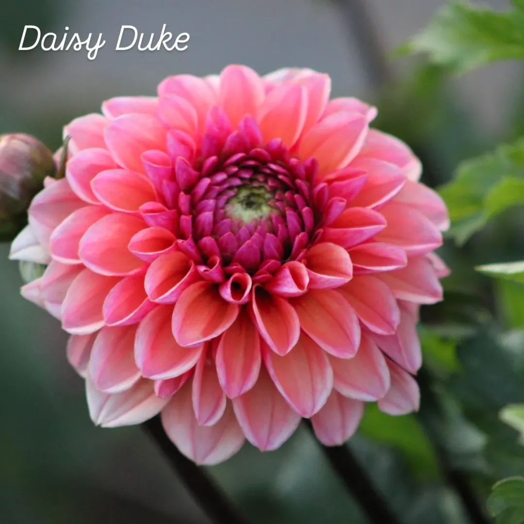 Daisy Duke Ball Dahlia