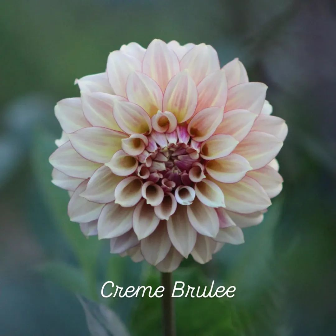 Crème Brulee Formal Decorative Dahlia
