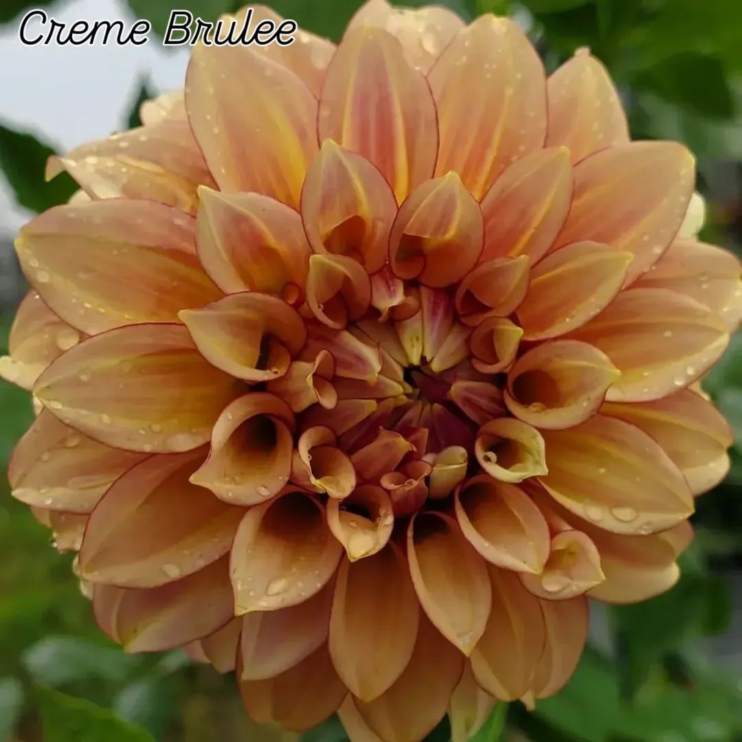 Crème Brulee Formal Decorative Dahlia