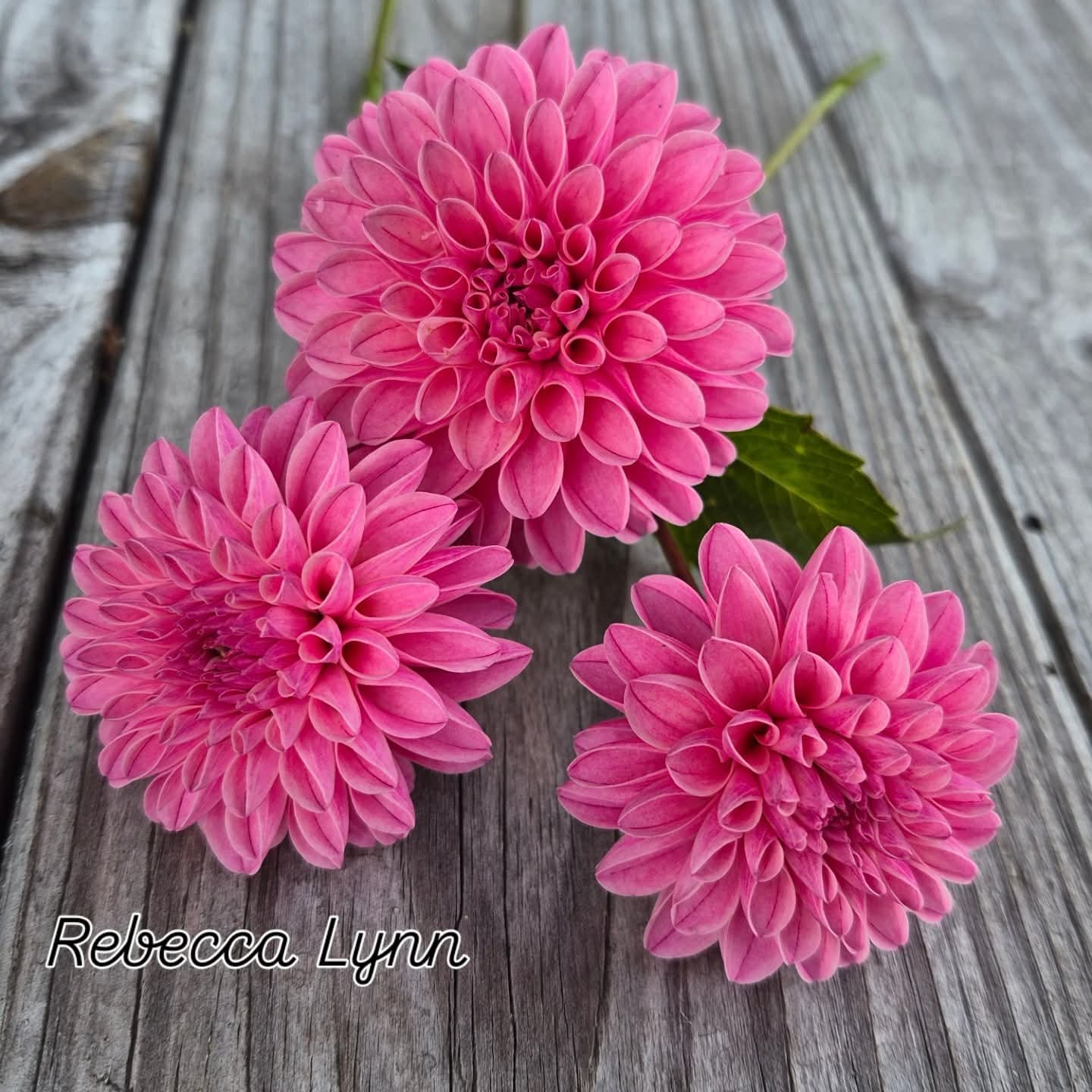 Rebecca Lynn Ball Dahlia