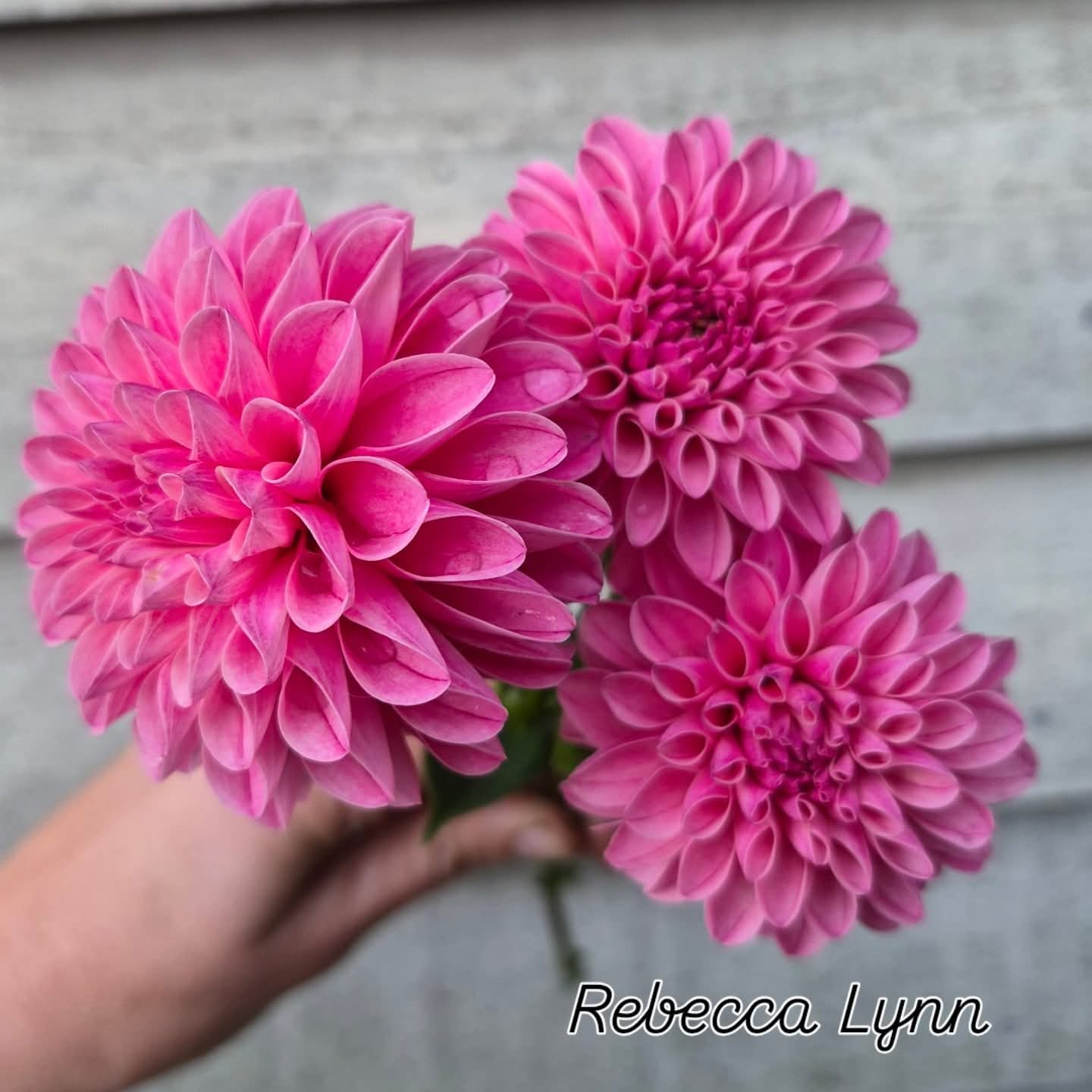 Rebecca Lynn Ball Dahlia