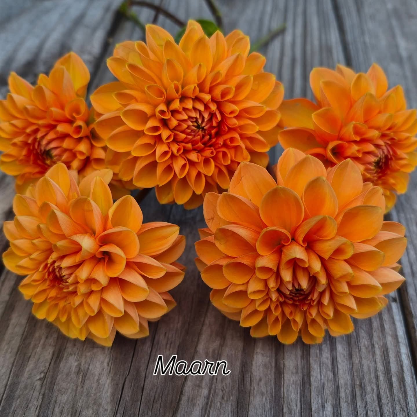 Maarn (Sylvia) Ball Dahlia