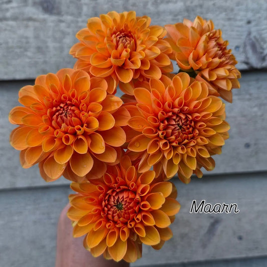Maarn (Sylvia) Ball Dahlia