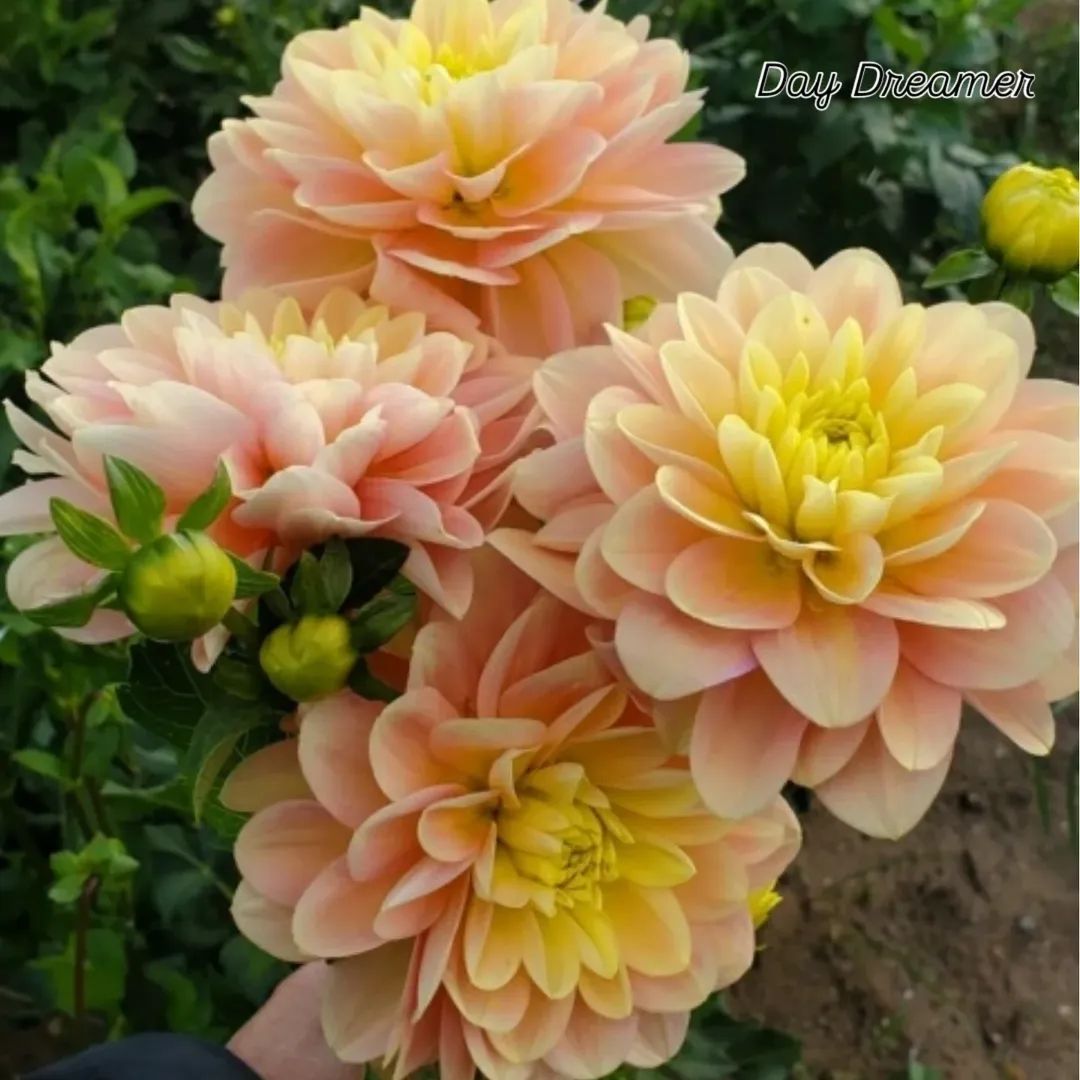 Day Dreamer Waterlily Dahlia