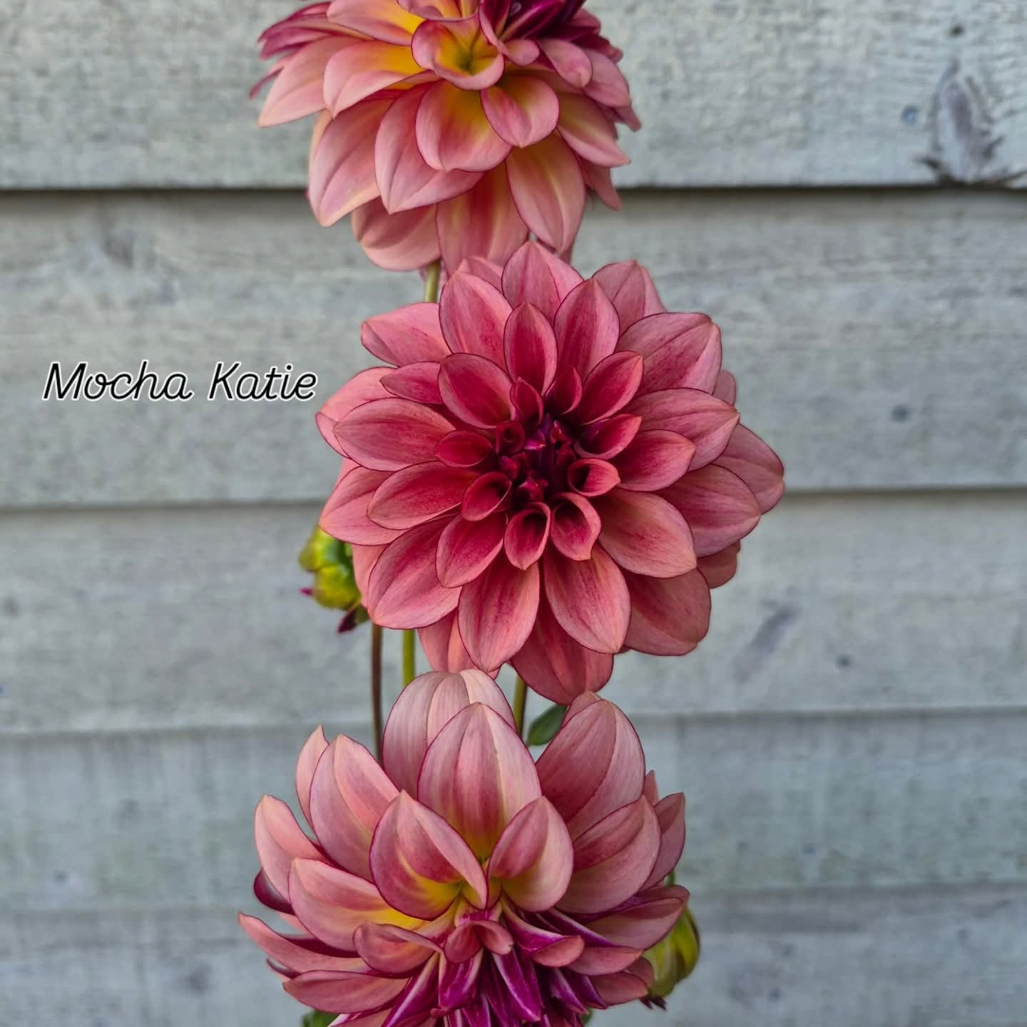 Mocha Katie Informal Decorative Dahlia