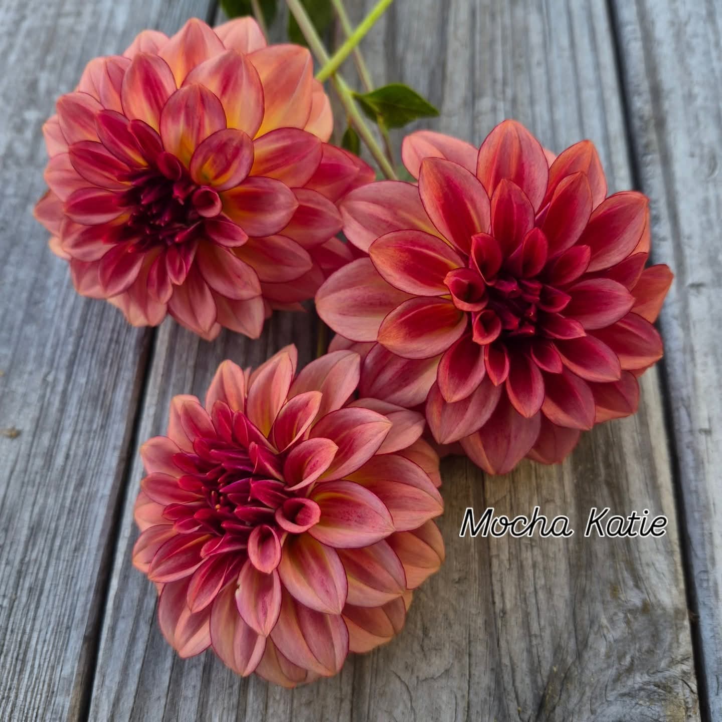 Mocha Katie Informal Decorative Dahlia
