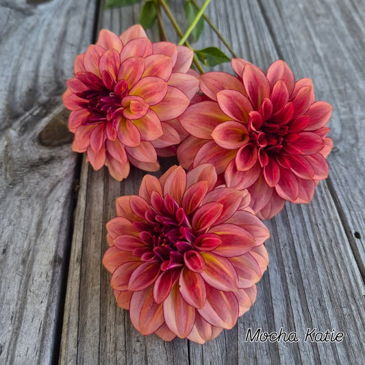 Mocha Katie Informal Decorative Dahlia