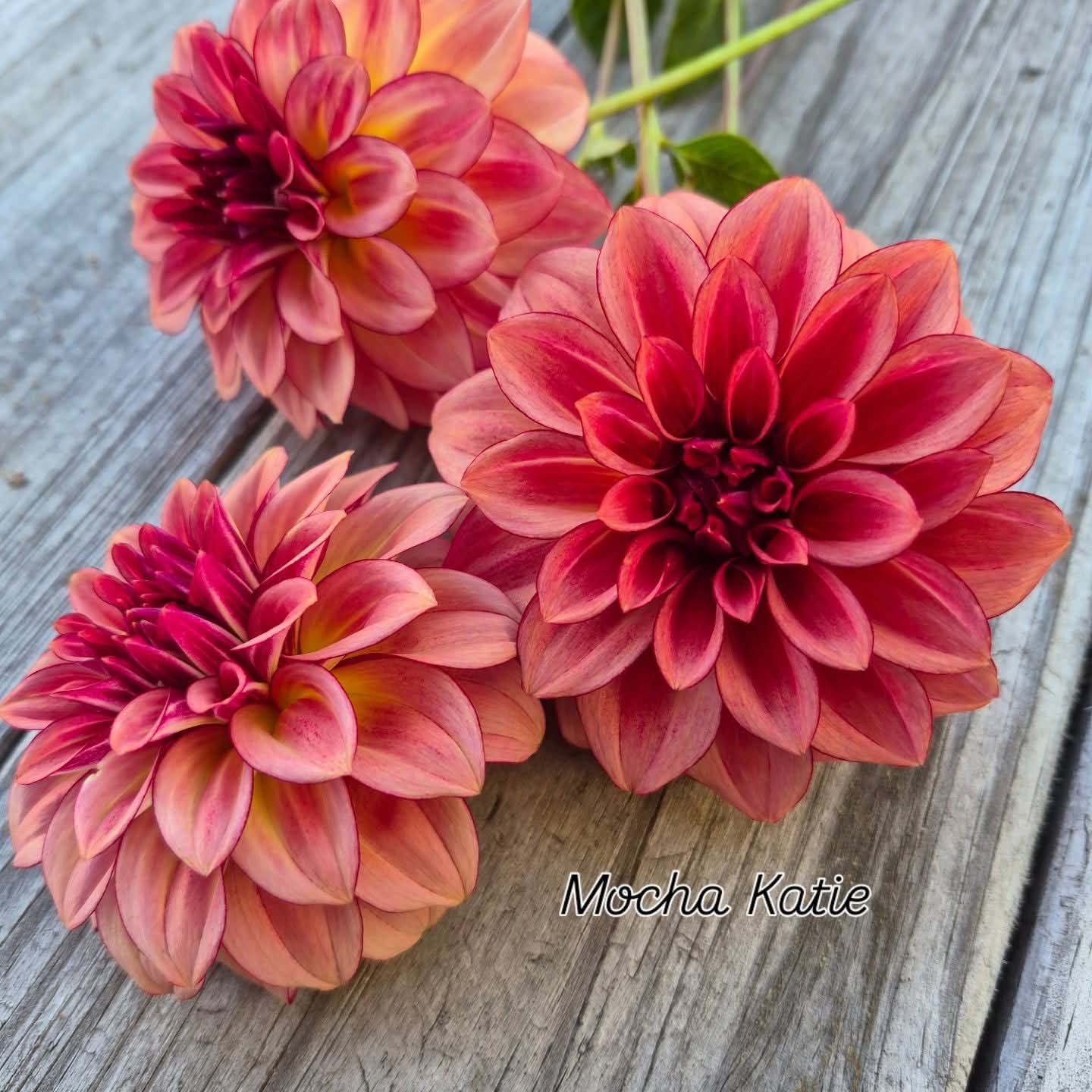 Mocha Katie Informal Decorative Dahlia