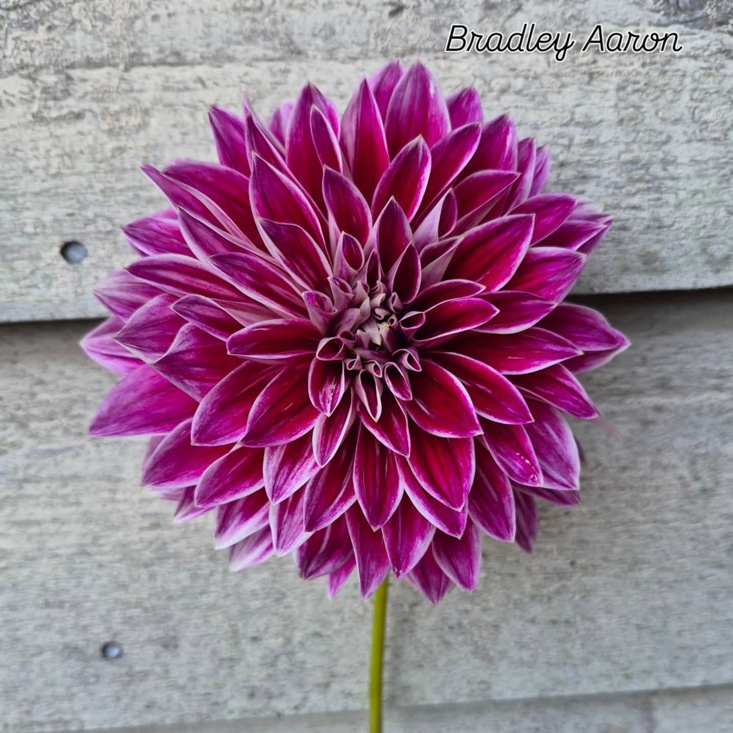 Bradley Aaron Informal Decorative Dahlia