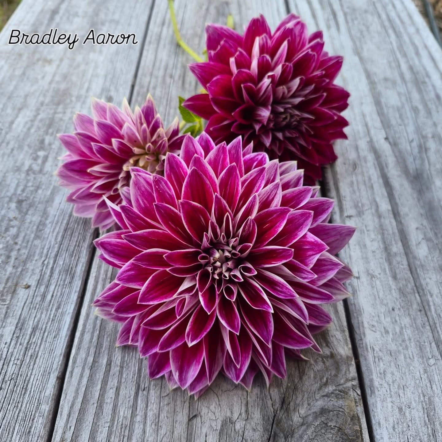 Bradley Aaron Informal Decorative Dahlia