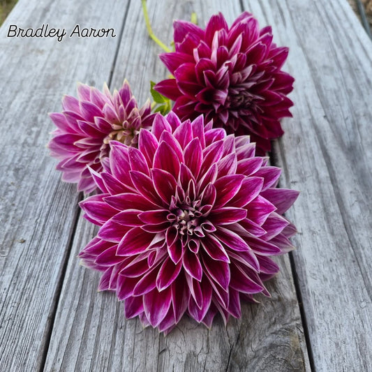 Bradley Aaron Informal Decorative Dahlia