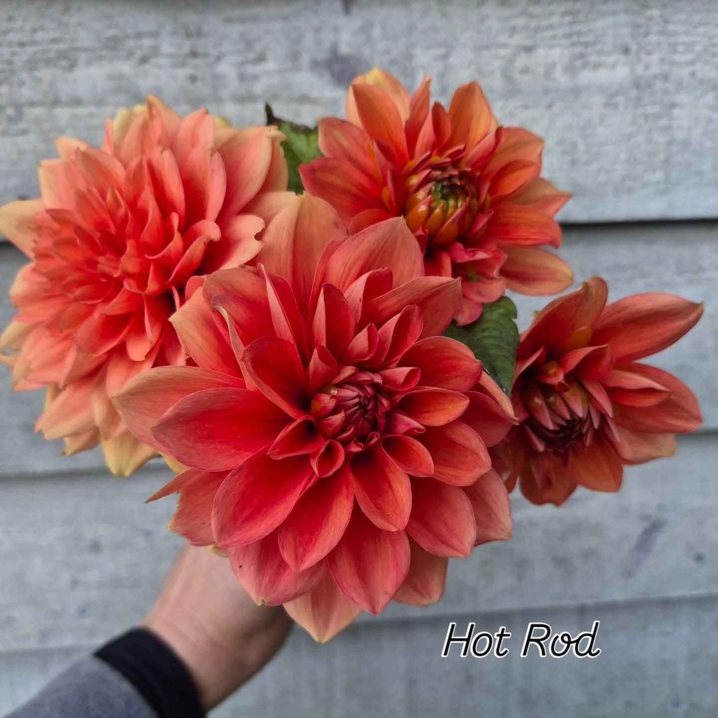 Hot Rod Waterlily Dahlia