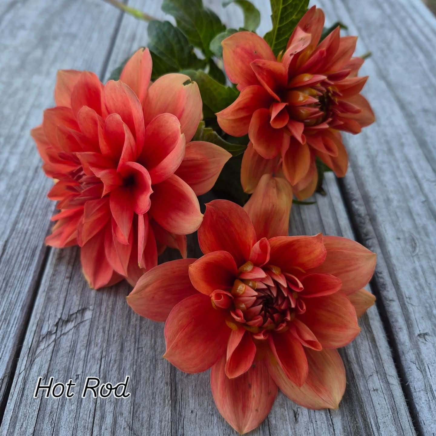 Hot Rod Waterlily Dahlia