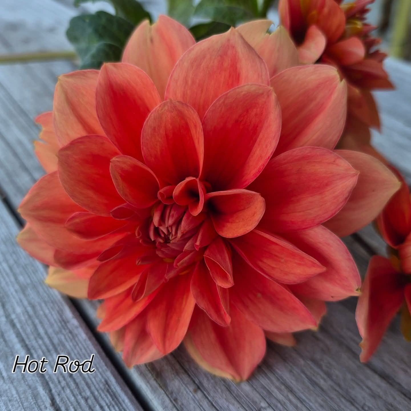 Hot Rod Waterlily Dahlia