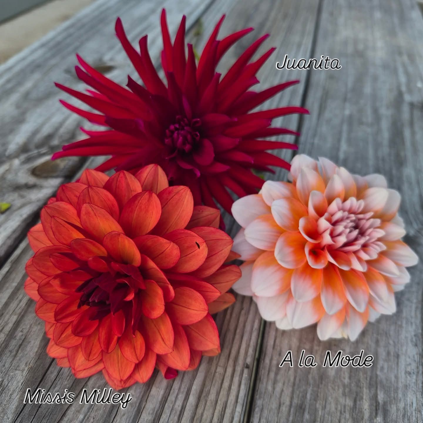 Juanita Cactus Dahlia