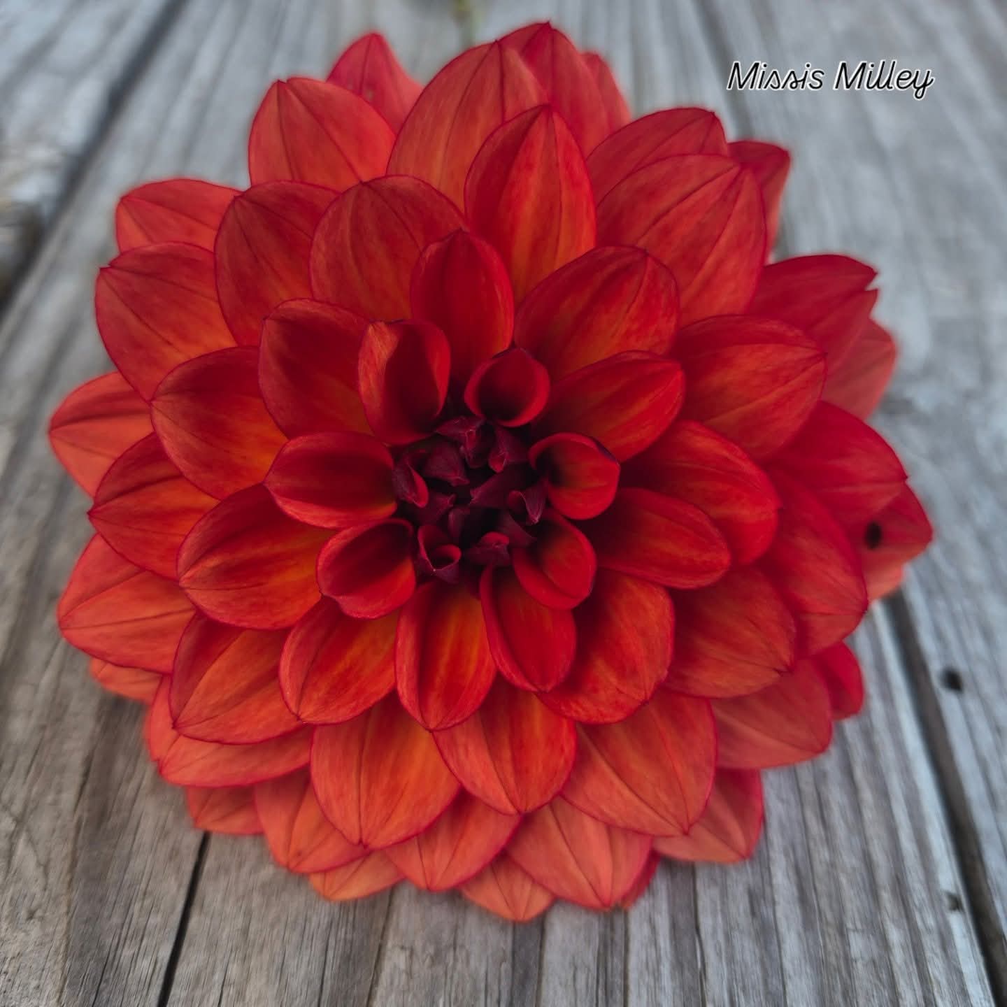 Missis Miley Decorative Dahlia