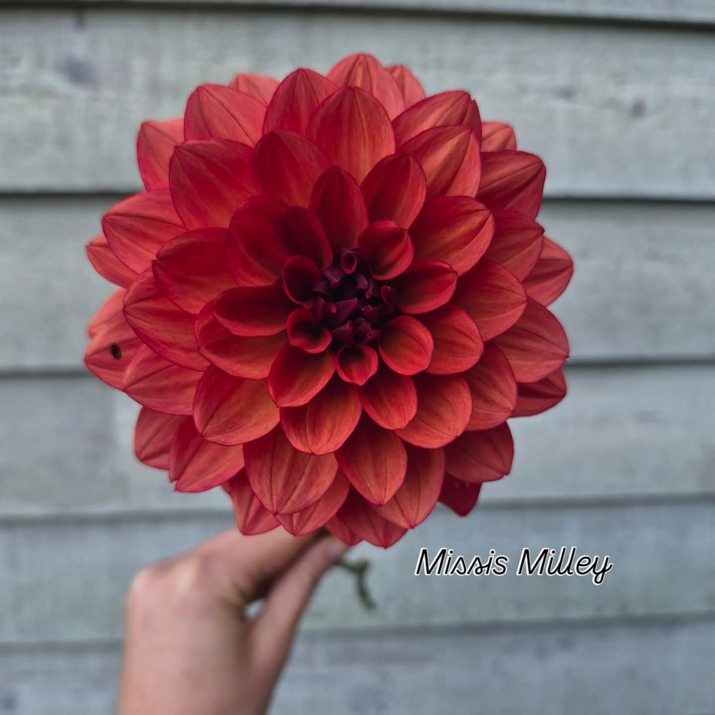 Missis Miley Decorative Dahlia