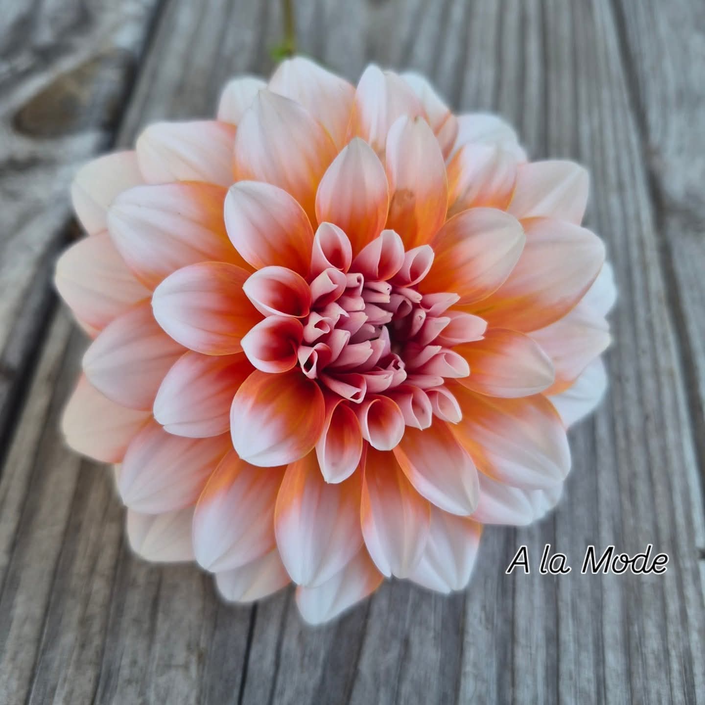 A la Mode  Formal Decorative Dahlia