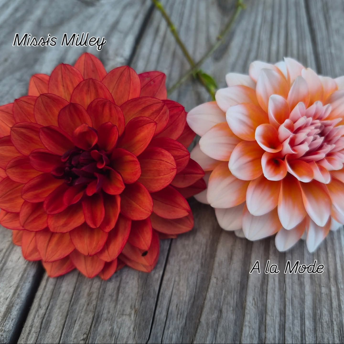 A la Mode  Formal Decorative Dahlia