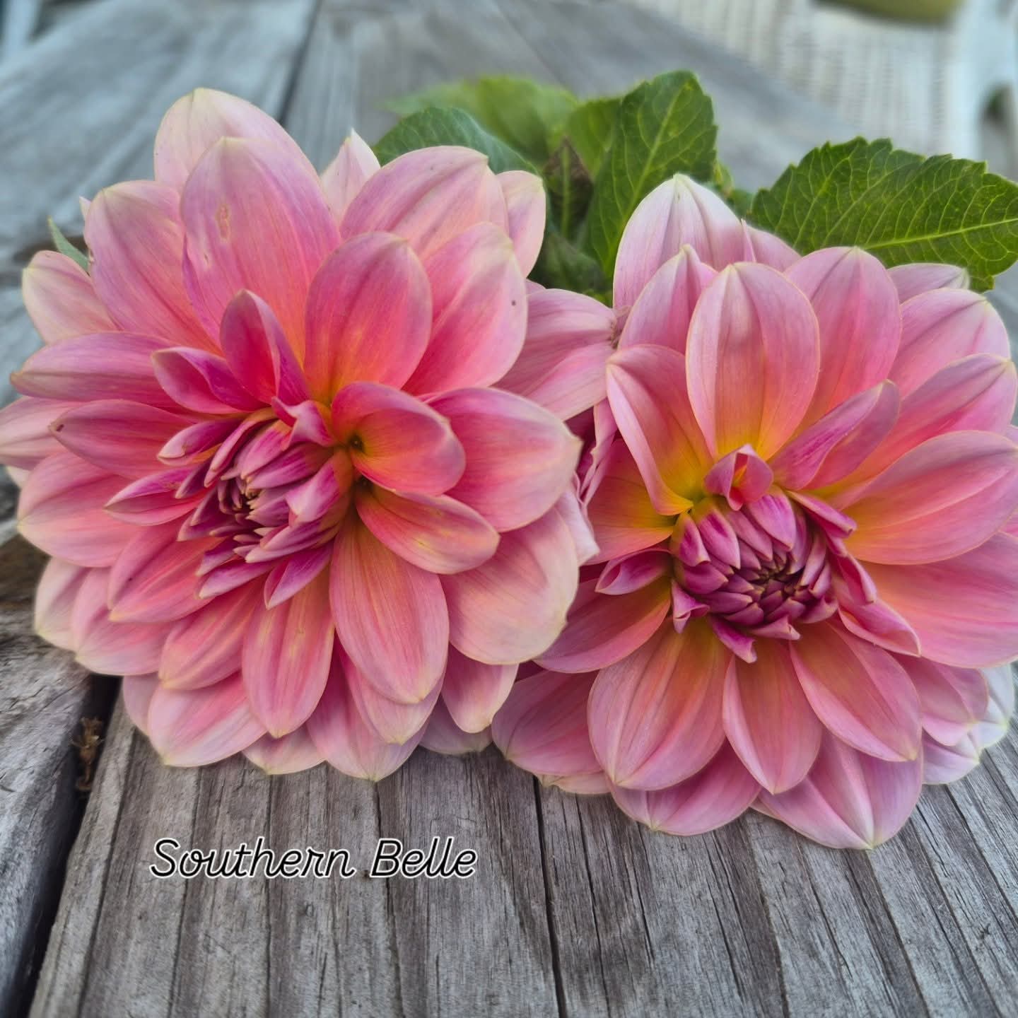 Southern Belle Waterlily Dahlia