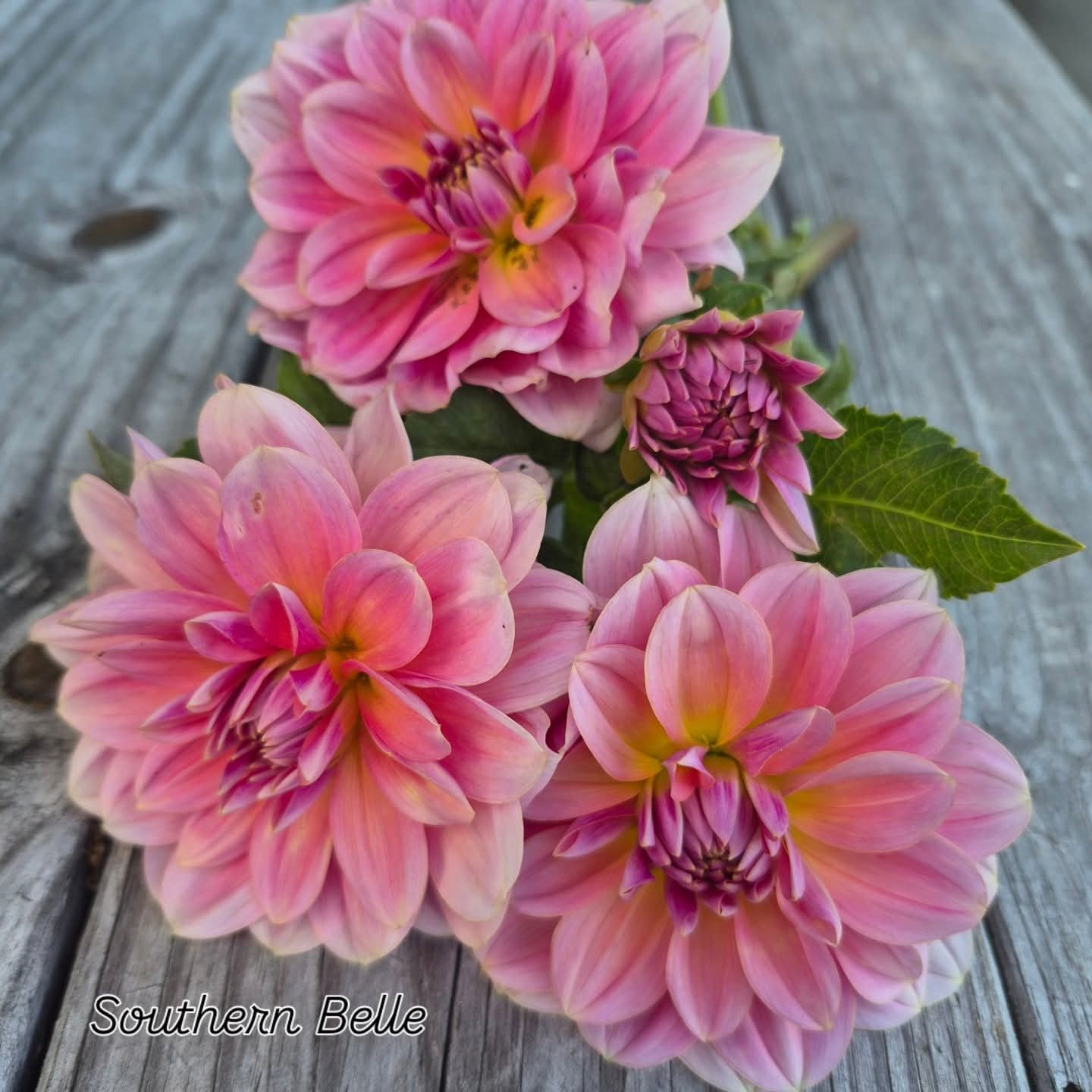 Southern Belle Waterlily Dahlia